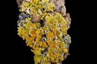 Lichen (Xanthorie pariétaire – Xanthoria parietina)